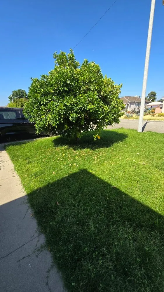 Reliable residential landscaping in Adelanto, CA by Marco's Gardening & Landscaping Services