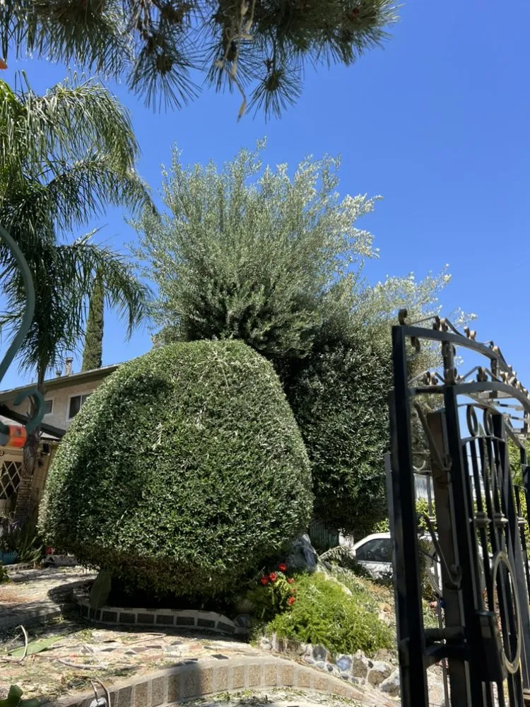 Affordable lawn mowing service with custom design in Santa Clarita, CA by Marco’s Gardening Service