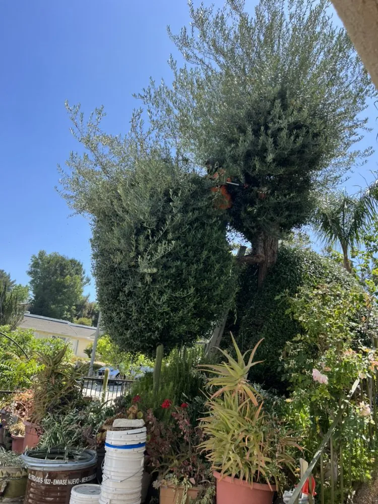 Top-rated residential landscaping for residential properties in Santa Clarita, CA by Marco’s Gardening Service