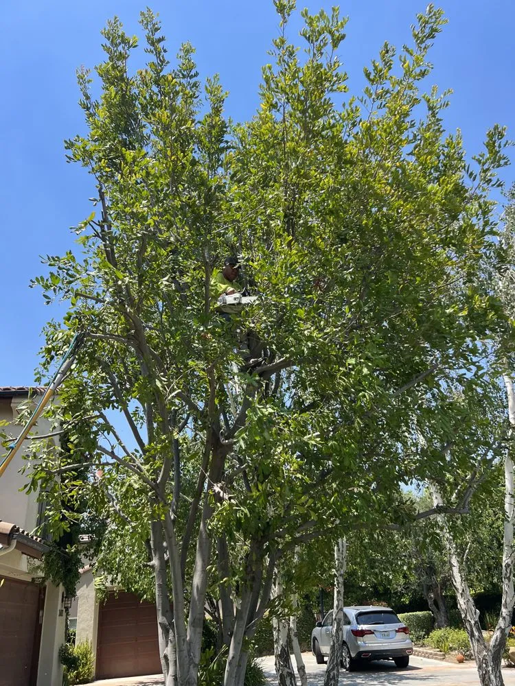 Custom landscape installation for homes in Santa Clarita, CA by Marco’s Gardening Service