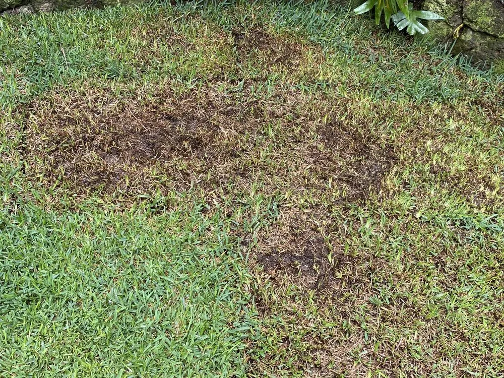 Trusted outdoor landscaping in Waipahu, HI - Marcos Landscaping Maintenance & Yard Service