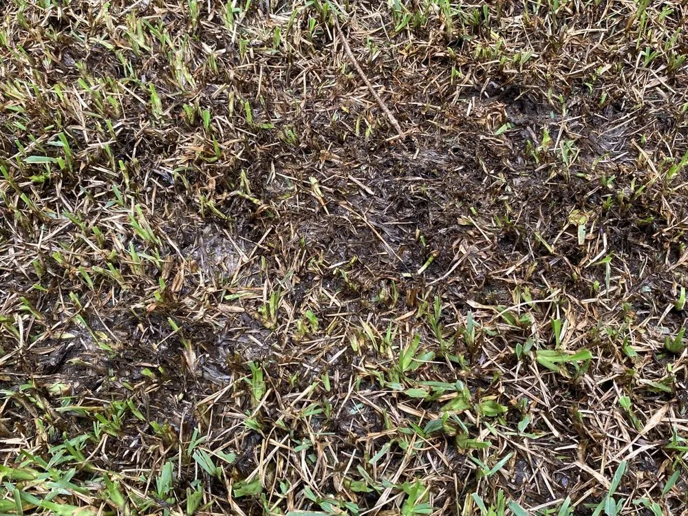 Custom outdoor landscaping for year-round maintenance in Waipahu, HI by Marcos Landscaping Maintenance & Yard Service