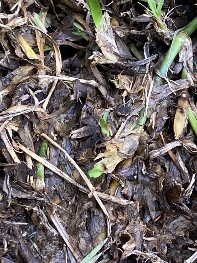 Top-rated lawn care service in Waipahu, HI - Marcos Landscaping Maintenance & Yard Service