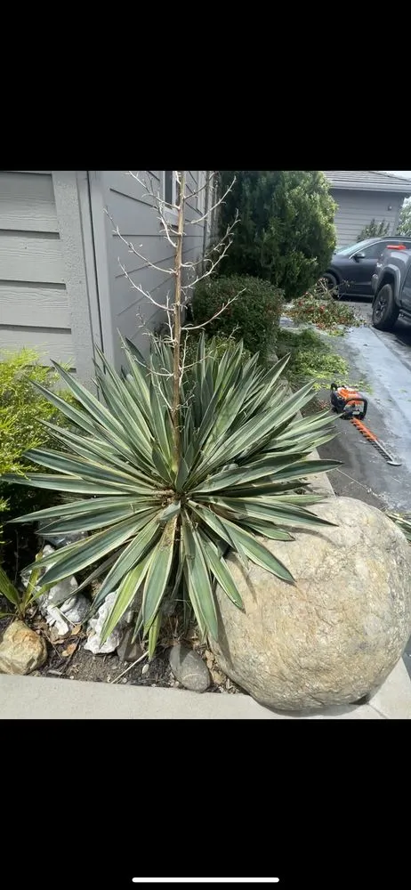 Top-rated landscape installation experts serving Livermore, CA - Marco’s Lawn Care