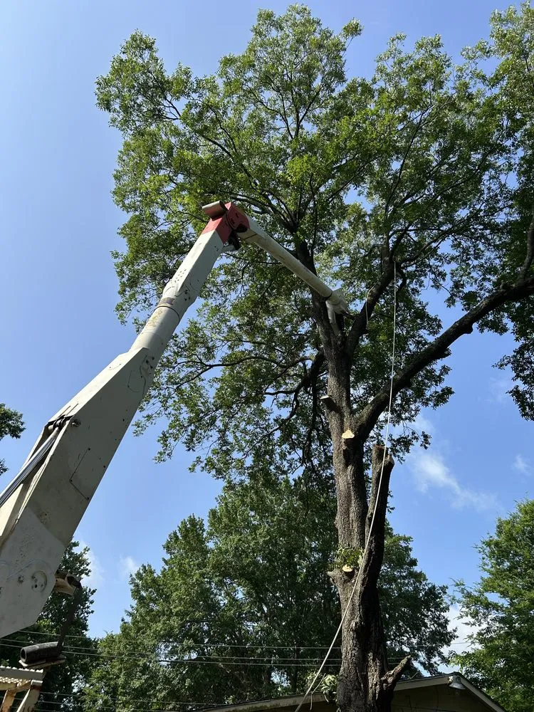 Reliable landscape design experts serving Indianola, MS - Marco’s Lawncare