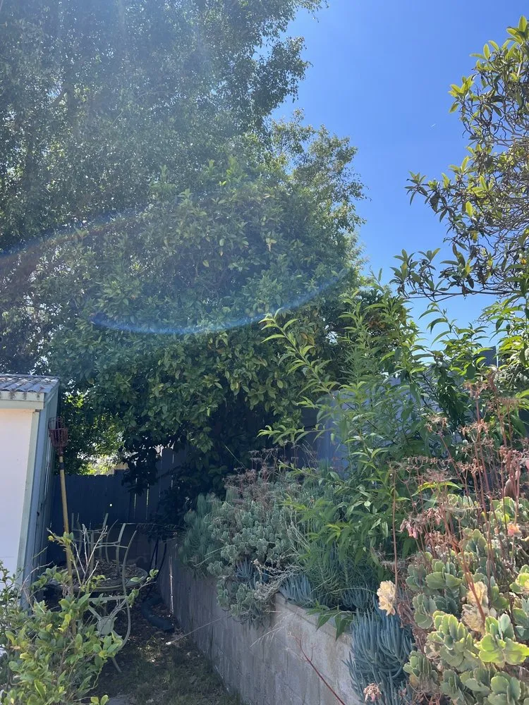 Expert yard maintenance in San Diego, CA - Marcos Maintenance