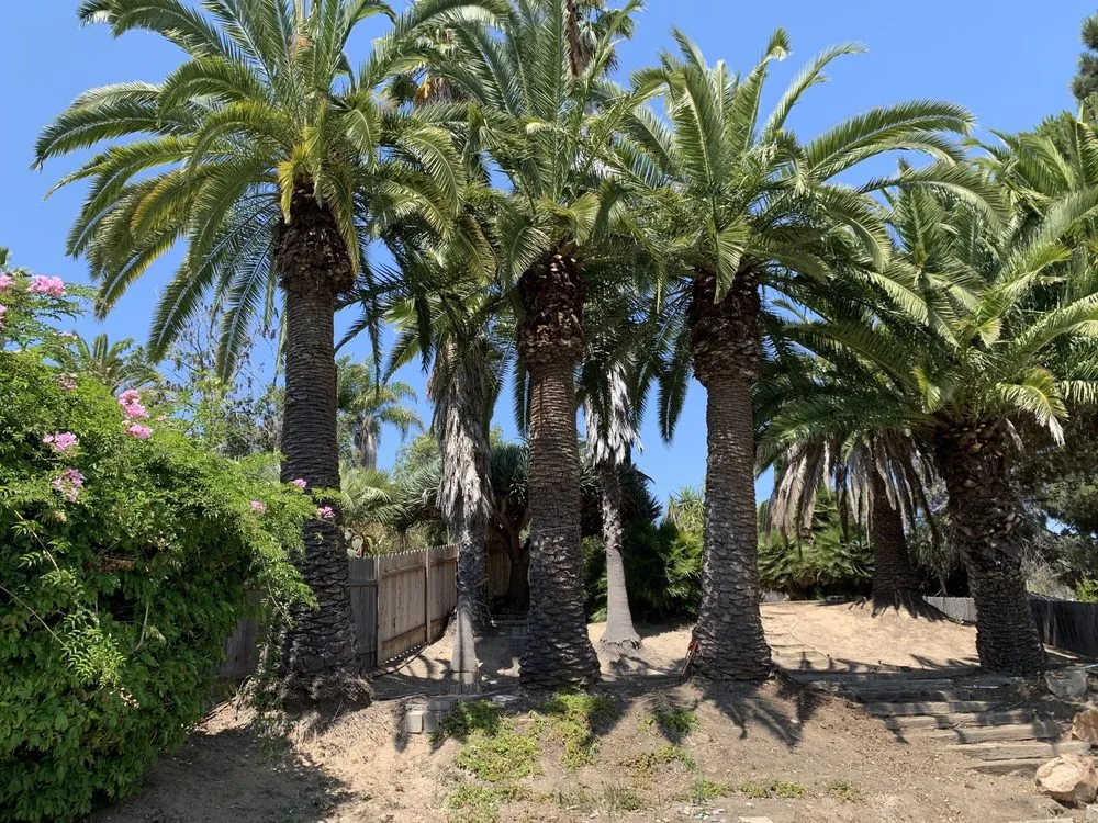 Custom yard maintenance for year-round maintenance across San Diego, CA - Marcos Maintenance