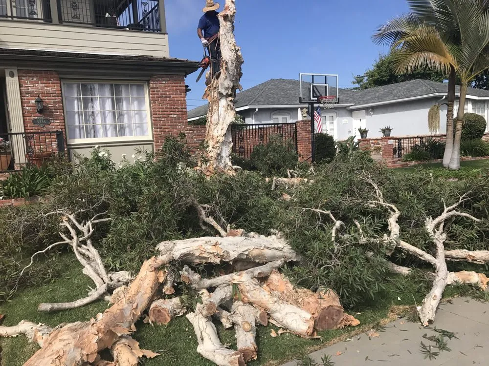 Expert lawn mowing service in San Diego, CA by Marcos Maintenance