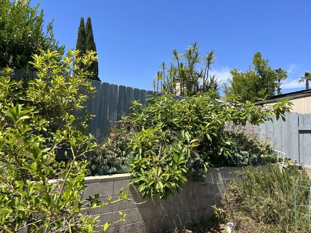 Trusted landscape design in San Diego, CA by Marcos Maintenance