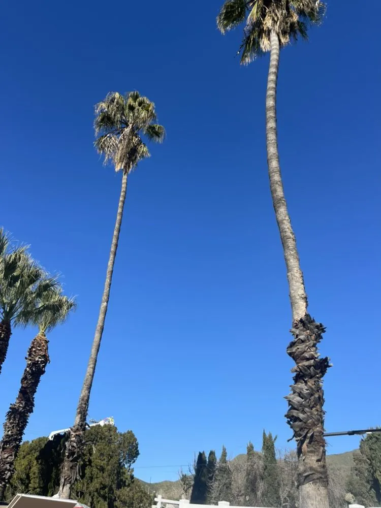 Trusted garden landscaping for homes in Fallbrook, CA by Marcos Santos Landscaping & Gardening Service