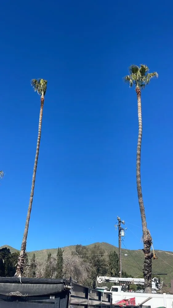 Trusted yard maintenance for year-round maintenance in Fallbrook, CA by Marcos Santos Landscaping & Gardening Service