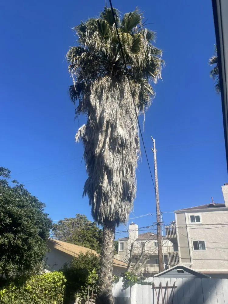 Professional yard maintenance for year-round maintenance across Fallbrook, CA - Marcos Santos Landscaping & Gardening Service