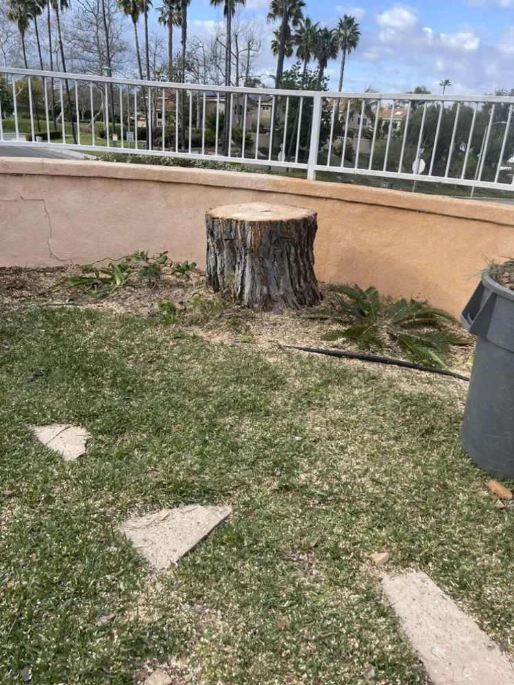 Custom yard cleanup service for year-round maintenance in Fallbrook, CA by Marcos Santos Landscaping & Gardening Service