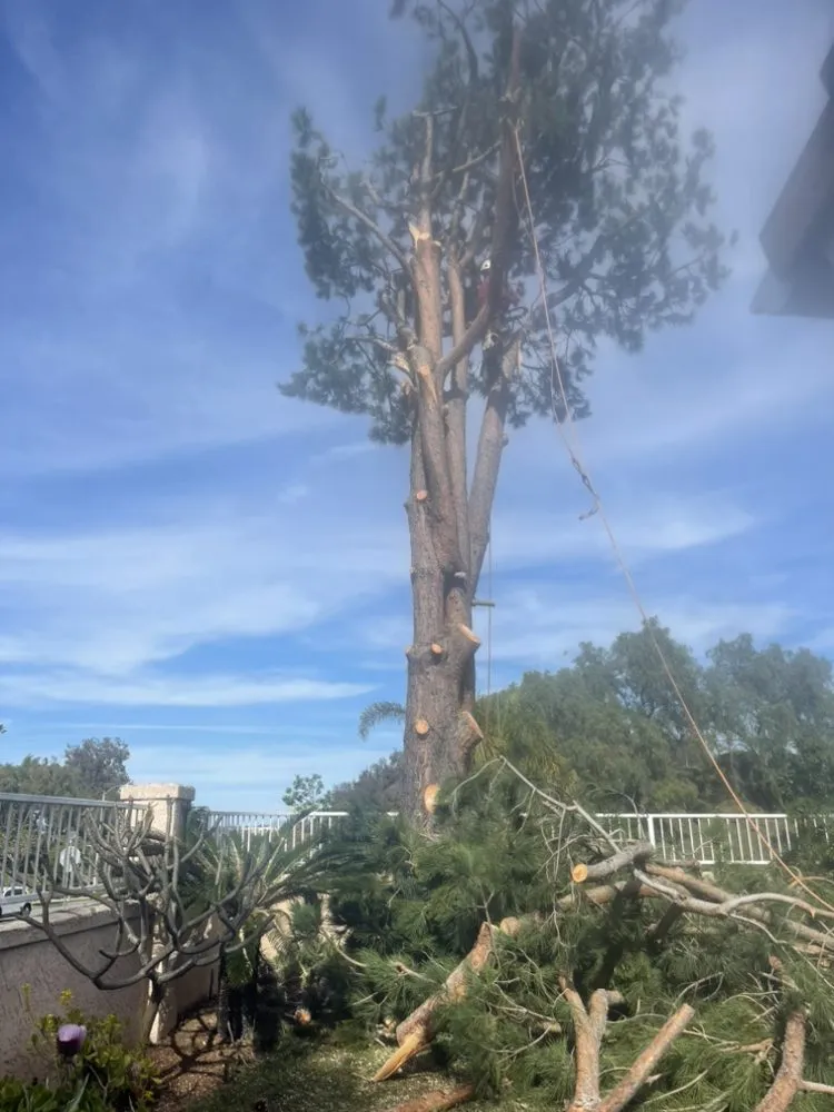 Local yard cleanup service experts serving Fallbrook, CA - Marcos Santos Landscaping & Gardening Service