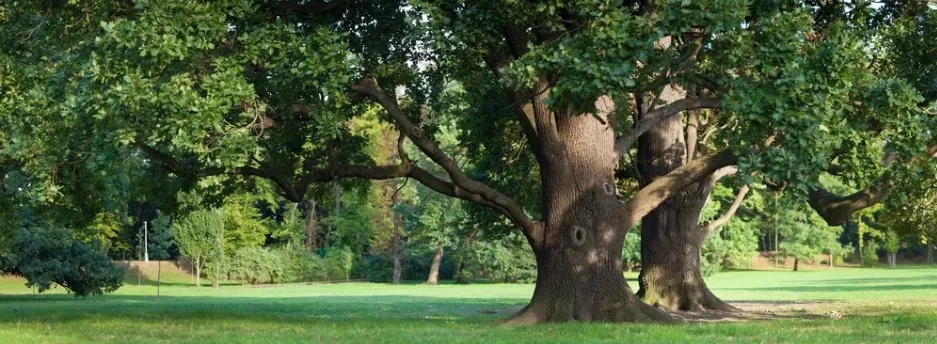 Top-rated landscape design experts serving Bonita Springs, FL - Marcos Tree Service