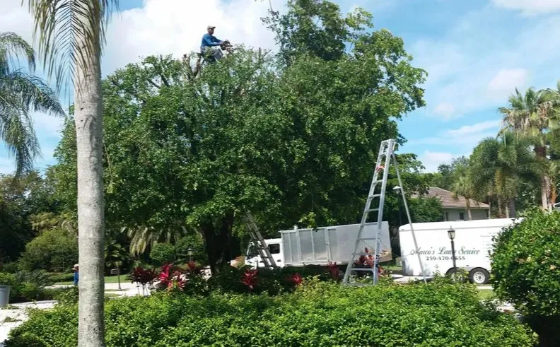 Reliable yard maintenance for beautiful yards in Bonita Springs, FL by Marcos Tree Service