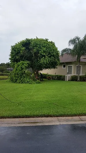 Affordable lawn care service in Bonita Springs, FL by Marcos Tree Service