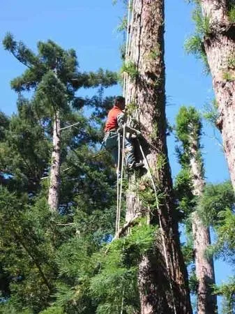 Local lawn care service in Redwood City, CA by Marcos's Work