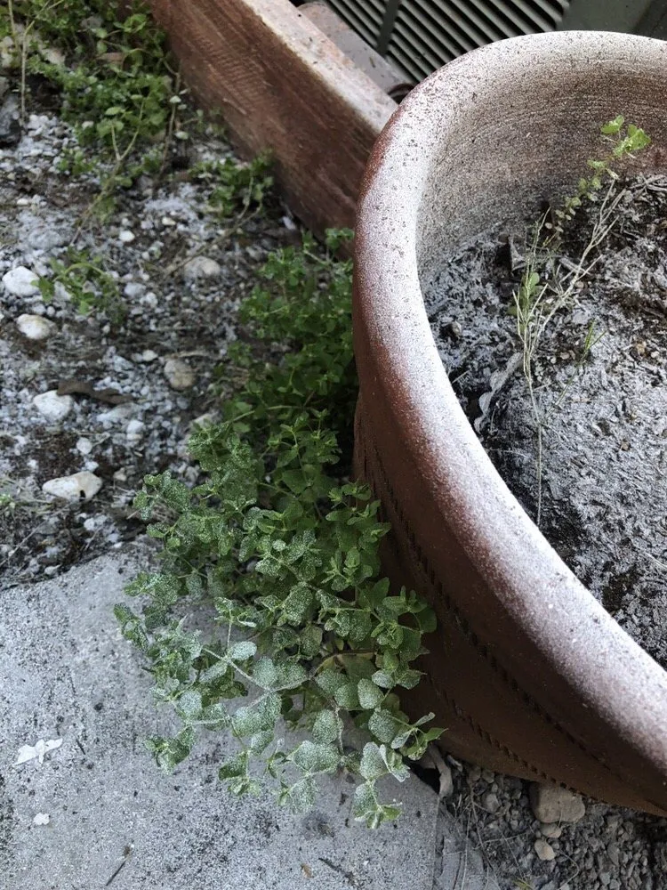 Custom outdoor landscaping in Redwood City, CA by Marcos's Work