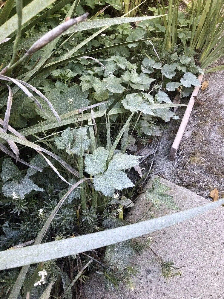 Local lawn mowing service experts serving Redwood City, CA - Marcos's Work