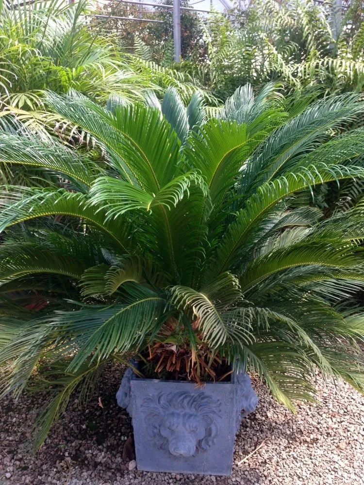 Reliable landscape design in Ardmore, OK - Marcum's Nursery