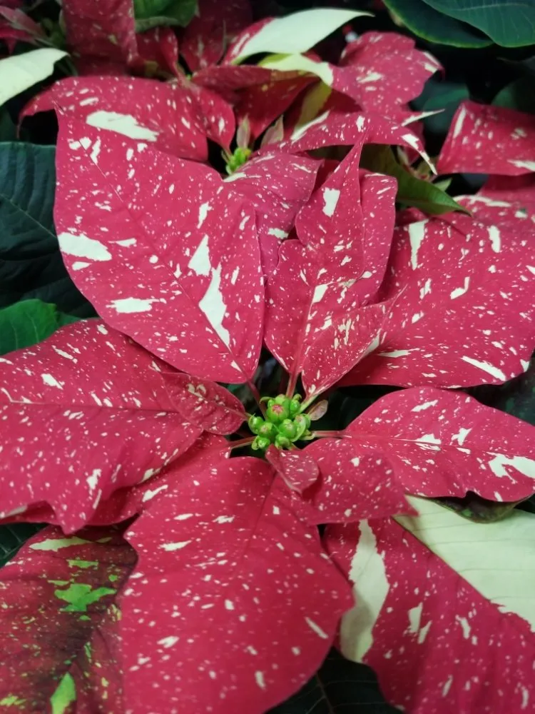 Top-rated residential landscaping for homes in Ardmore, OK by Marcum's Nursery