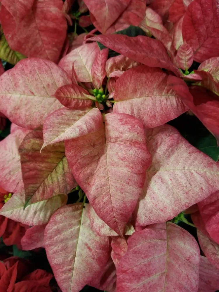 Custom outdoor landscaping in Ardmore, OK - Marcum's Nursery