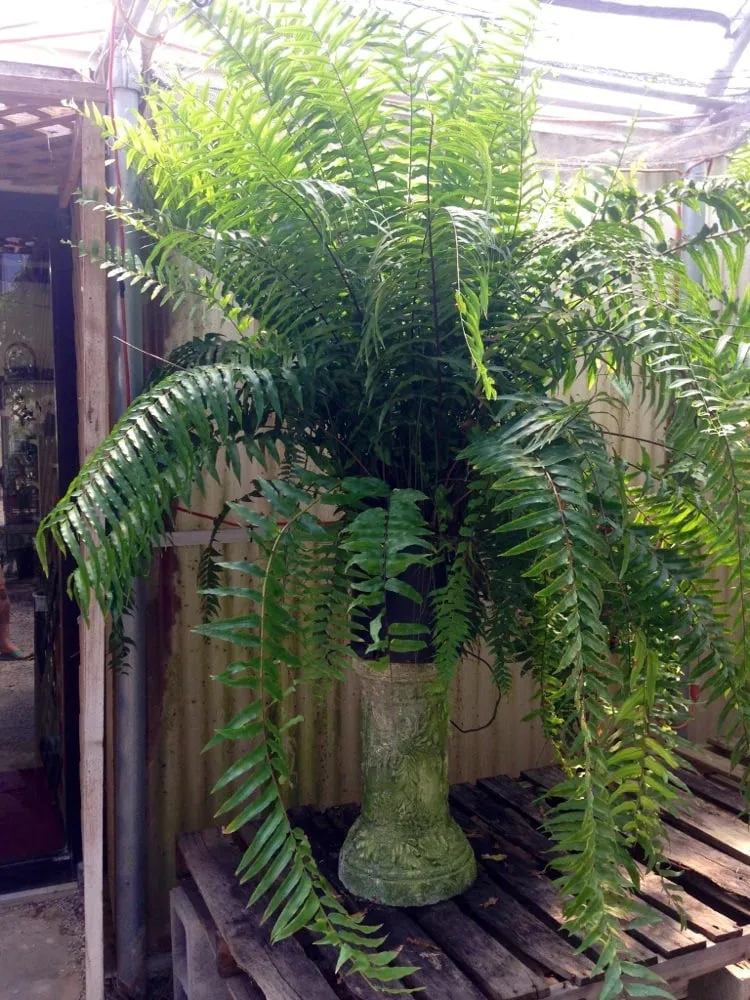 Custom yard cleanup service experts serving Ardmore, OK - Marcum's Nursery