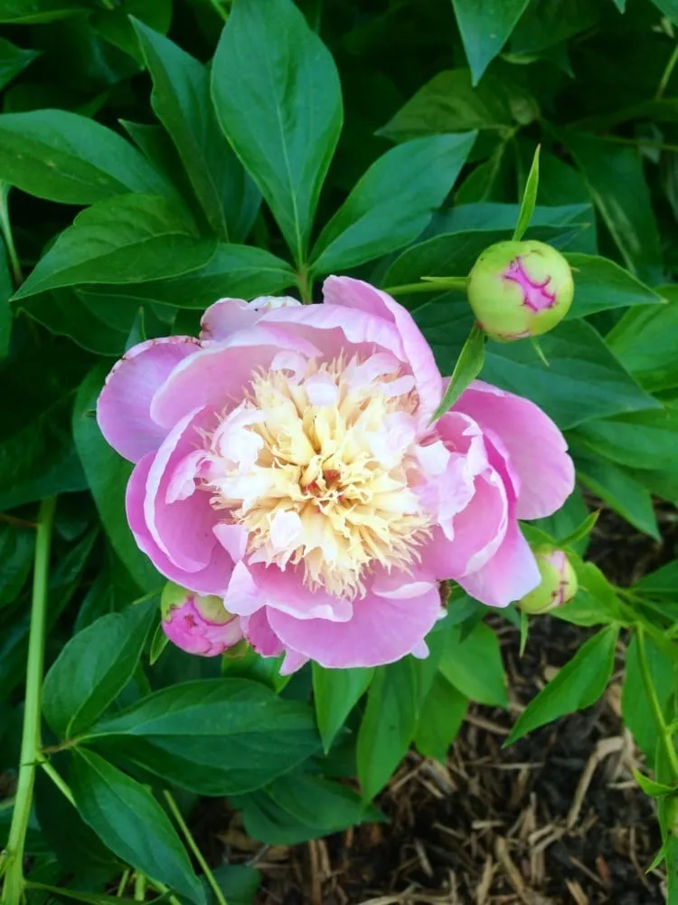 Expert landscape design in Ardmore, OK - Marcum's Nursery