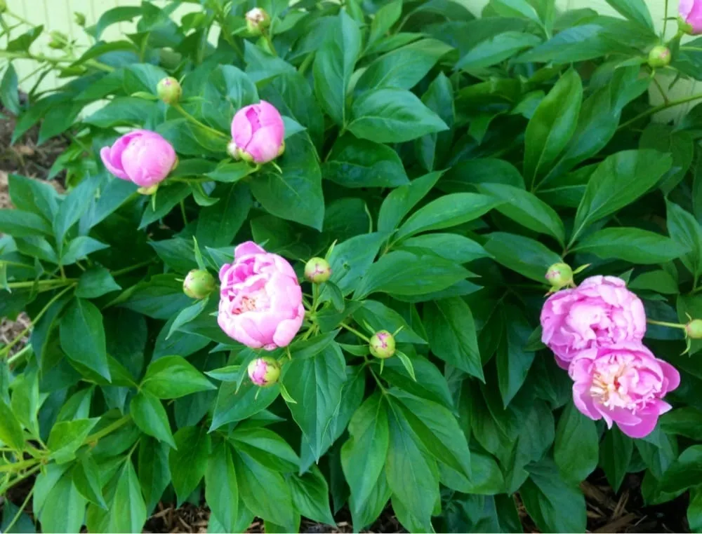 Top-rated lawn care service for homes in Ardmore, OK by Marcum's Nursery