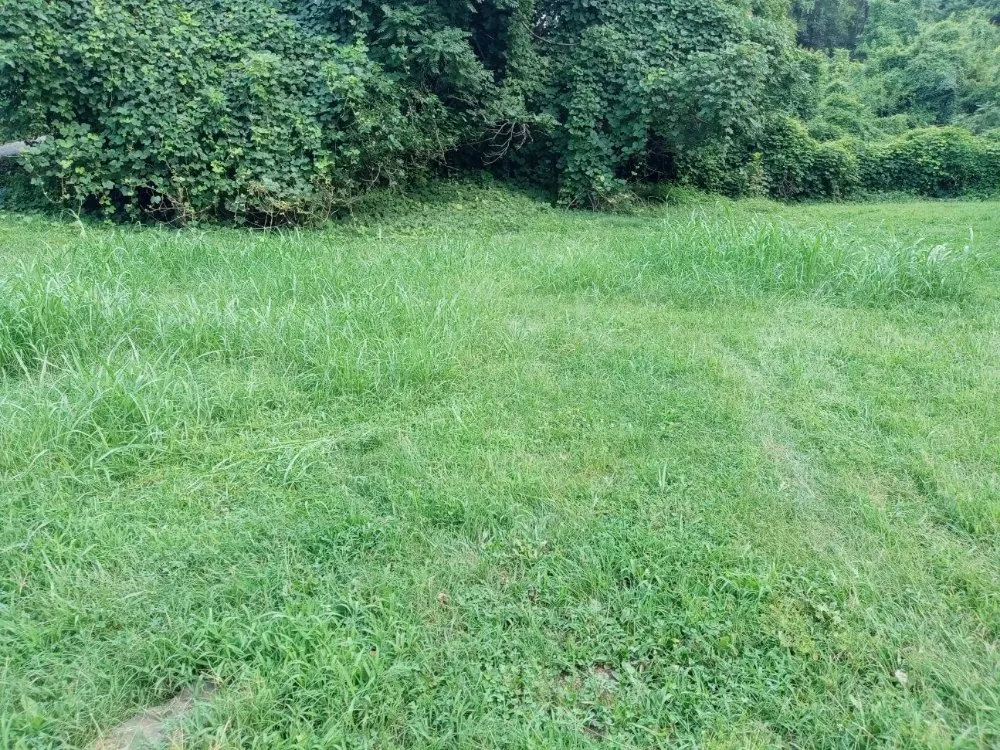 Top-rated yard cleanup service experts serving Lynchburg, VA - Marcus Cashwell Lawncare