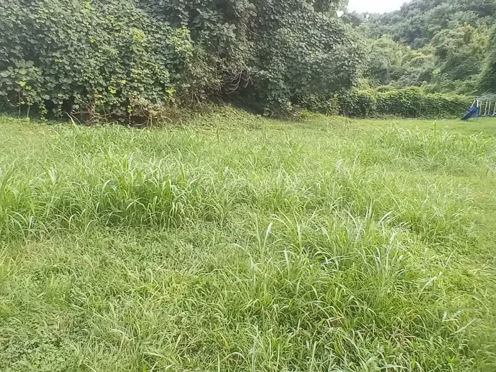 Expert landscaping services experts serving Lynchburg, VA - Marcus Cashwell Lawncare