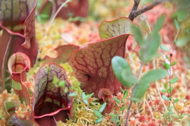 Expert landscaping services in Milwaukee, WI - Marek Landscaping