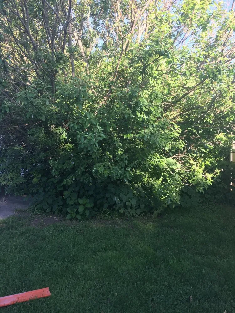 Local landscape installation experts serving Ida, MI - Marflo's Lawn Service