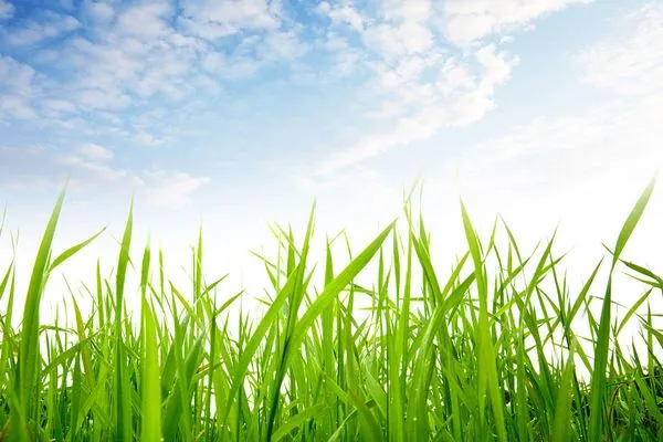 Marflo's Lawn Service