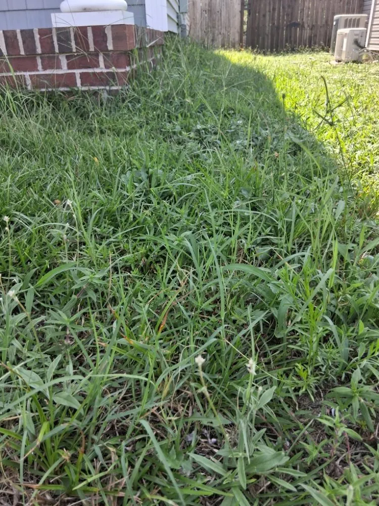 Expert landscaping services in Fayetteville, NC by Margaret Lawn Service