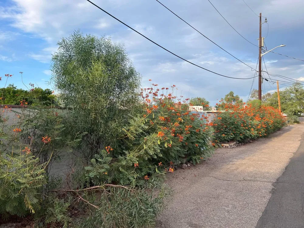 Expert landscape installation for outdoor upgrades across Tucson, AZ - Margaritas Landscaping and Yard Work