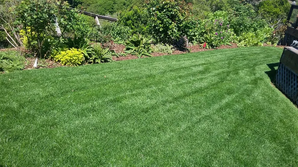 Trusted lawn mowing service in Richmond, CA - Margarito Samayoa Lanscaping