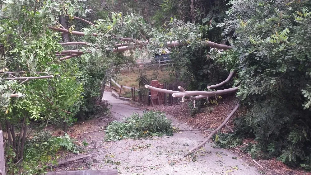 Professional outdoor landscaping in Cudahy, CA by Maria Cleaning Services and Landscaping