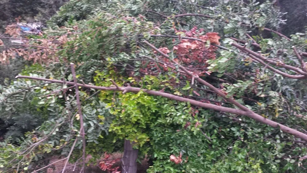 Reliable yard maintenance with custom design in Cudahy, CA by Maria Cleaning Services and Landscaping