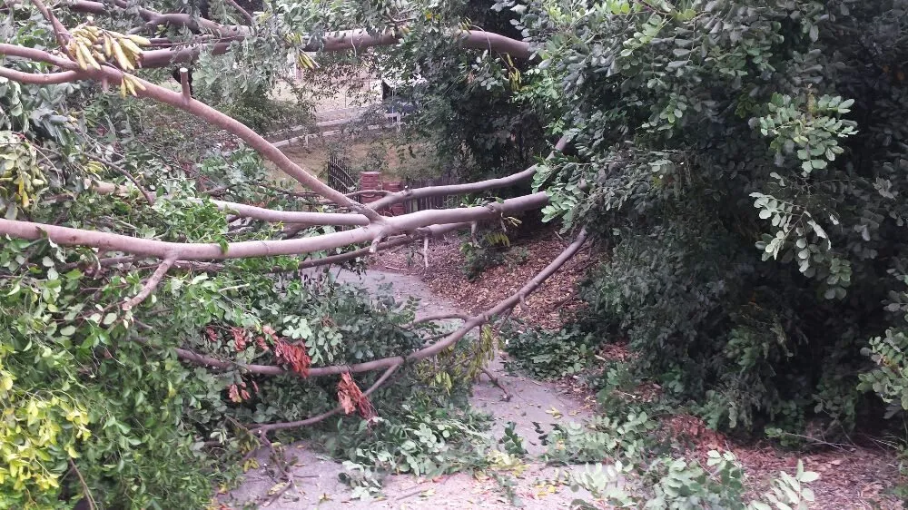 Top-rated lawn care service for outdoor upgrades across Cudahy, CA - Maria Cleaning Services and Landscaping