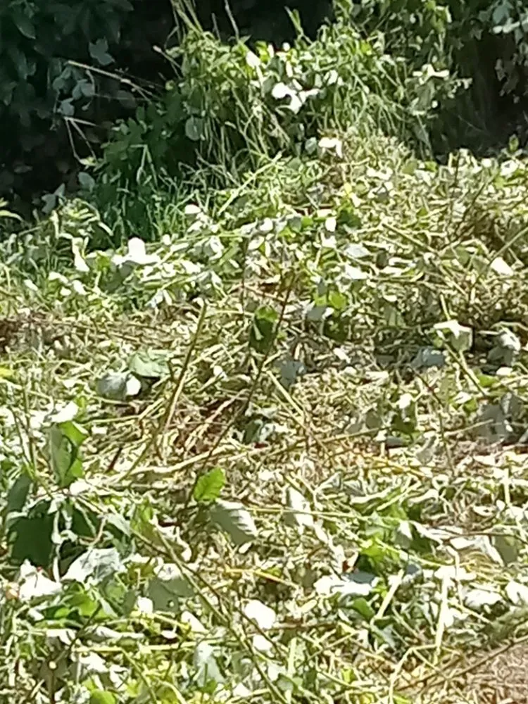 Custom lawn care service in Bremerton, WA by Mariano Landscaping