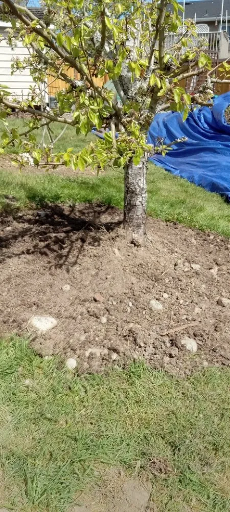 Top-rated lawn mowing service in Bremerton, WA - Mariano Landscaping