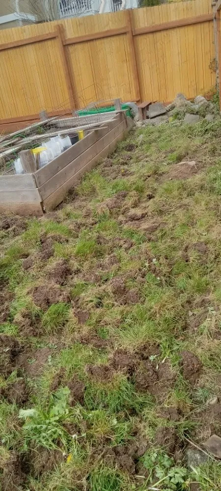 Professional lawn care service for residential properties across Bremerton, WA - Mariano Landscaping