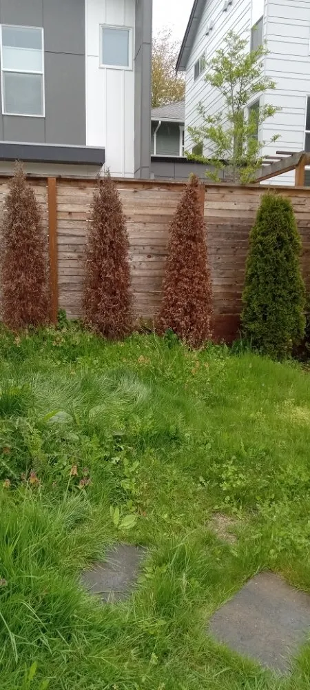 Trusted lawn care service in Bremerton, WA - Mariano Landscaping