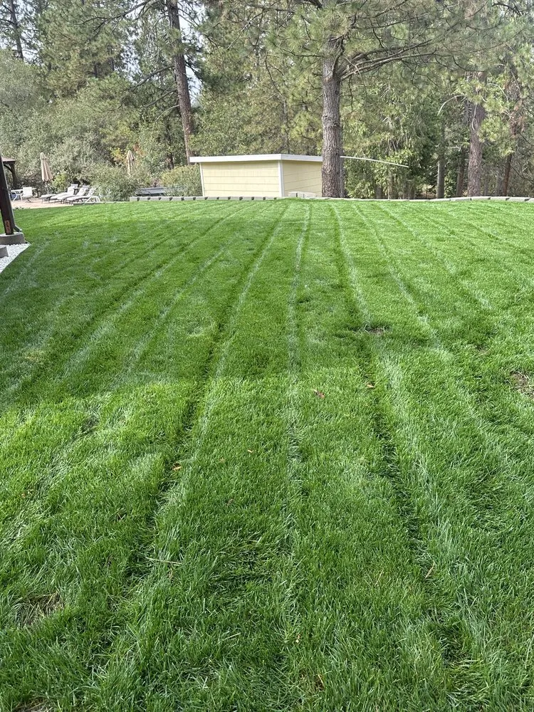 Affordable lawn care service in El Dorado, CA by Mariano Landscaping Maintenance