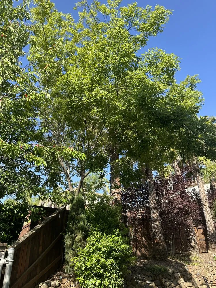 Local landscaping services for residential properties across El Dorado, CA - Mariano Landscaping Maintenance