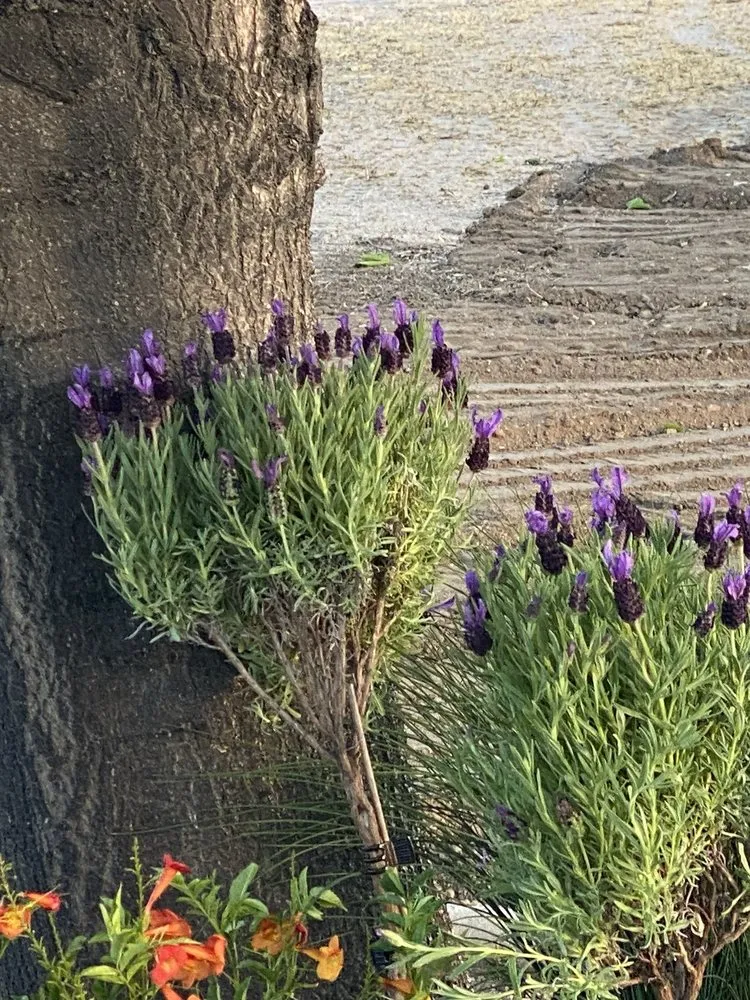 Expert landscape design for year-round maintenance across Moreno Valley, CA - Mariano's Landscape