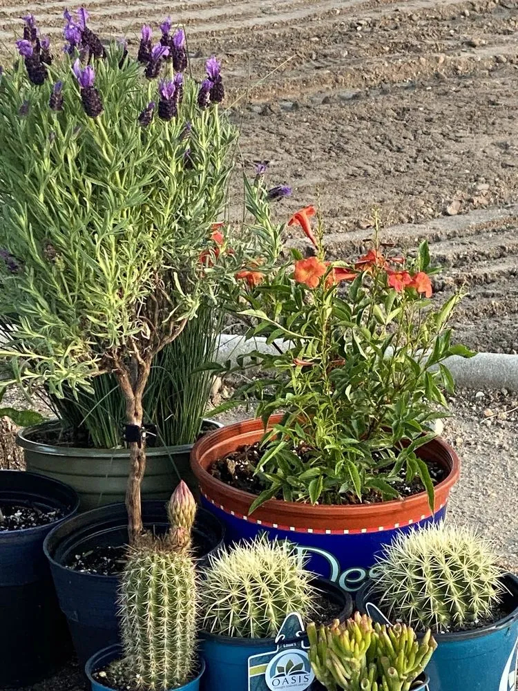 Expert landscape installation for outdoor upgrades across Moreno Valley, CA - Mariano's Landscape