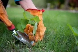Local lawn mowing service near you in Tyler, TX by Maria’s landscapes and building maintenance